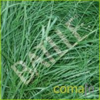SEMILLAS DE CESPED